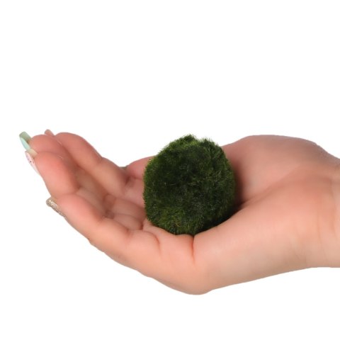 Eco Plant Marimo Ball Moss - gałęzatka 2 - 4cm