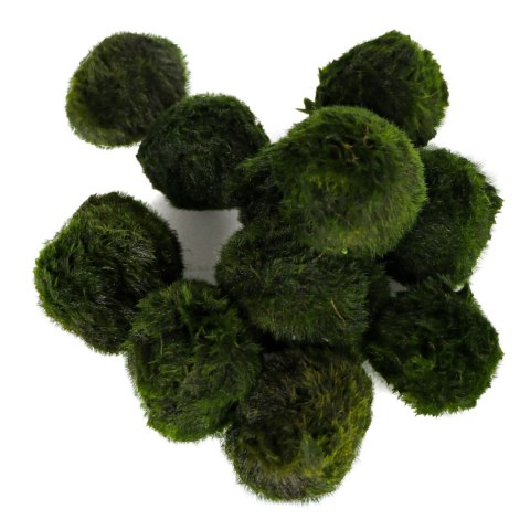 Eco Plant Marimo Ball Moss - gałęzatka 2 - 4cm