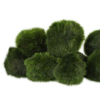 Eco Plant Marimo Ball Moss - gałęzatka 4 - 5cm