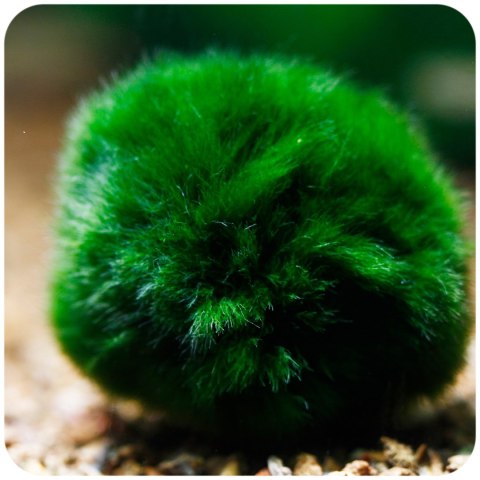 Eco Plant Marimo Ball Moss - gałęzatka 4 - 5cm