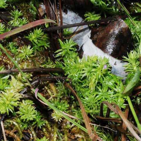 Eco Plant - Mayaca fluviatilis 'Bog Moss' - InVitro mały kubek