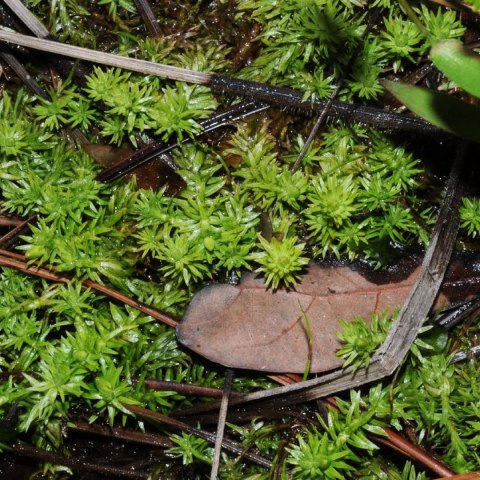 Eco Plant - Mayaca fluviatilis 'Bog Moss' - InVitro mały kubek