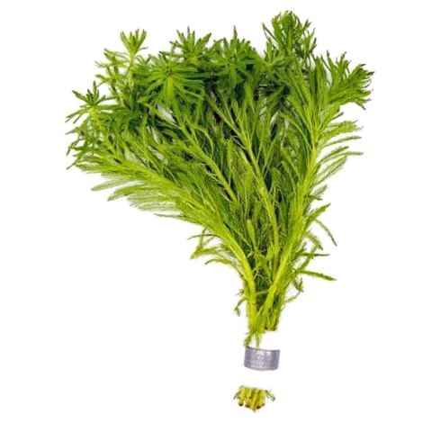 Eco Plant - Myriophyllum Simulans - Invitro mały kubek