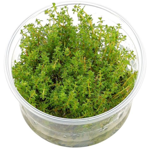 Eco Plant - Myriophyllum Simulans - Invitro mały kubek