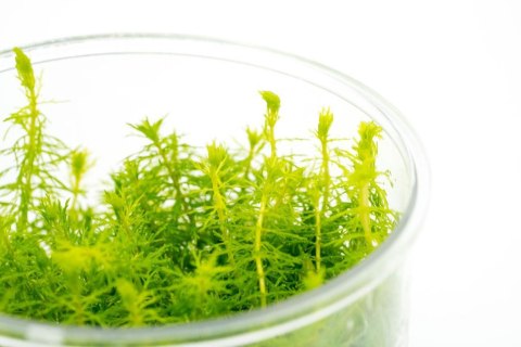 Eco Plant - Myriophyllum Simulans - Invitro mały kubek