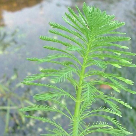 Eco Plant - Myriophyllum Simulans - Invitro mały kubek