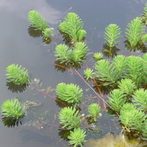 Eco Plant - Myriophyllum Simulans - Invitro mały kubek