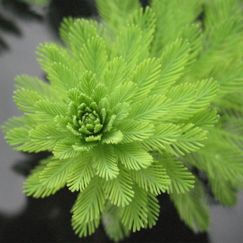 Eco Plant - Myriophyllum Simulans - Invitro mały kubek