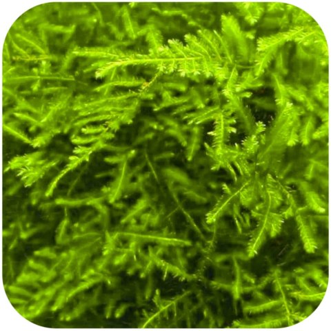 Eco Plant - Peacock Moss - InVitro mały kubek