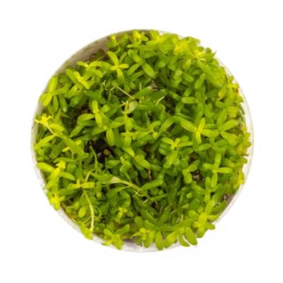 Eco Plant - Rotala Green - roślina invitro mały kubek