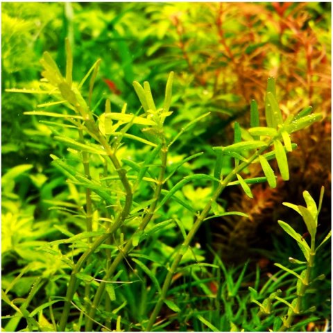 Eco Plant - Rotala Green - roślina invitro mały kubek