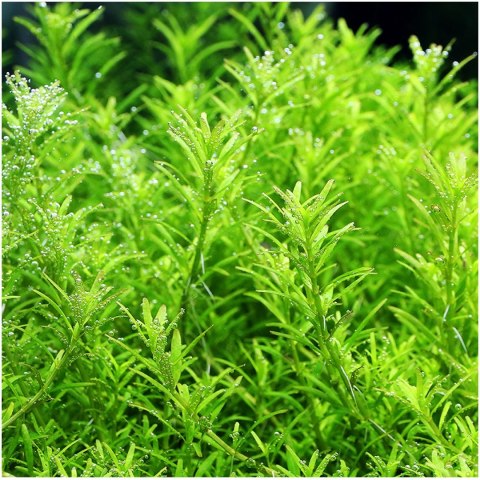 Eco Plant - Rotala Green - roślina invitro mały kubek