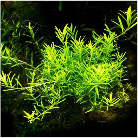 Eco Plant - Rotala Green - roślina invitro mały kubek