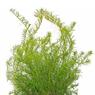 Eco Plant - Rotala Macandra 'Bangladesh' - InVitro mały kubek