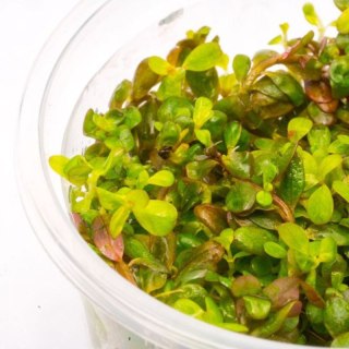 Eco Plant - Rotala Yao Yai - roślina invitro mały kubek