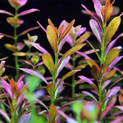 Eco Plant - Rotala Yao Yai - roślina invitro mały kubek