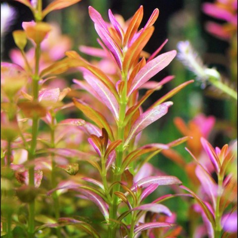 Eco Plant - Rotala Yao Yai - roślina invitro mały kubek