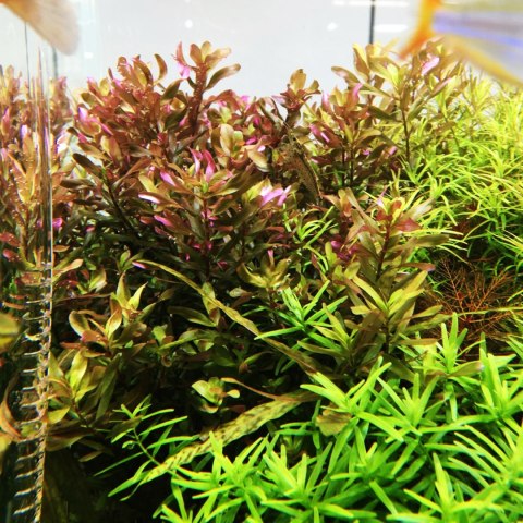 Eco Plant - Rotala sp. 'Shimoga' - InVitro mały kubek