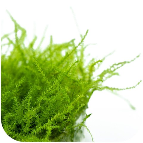 Eco Plant - Stringy Moss - InVitro mały kubek