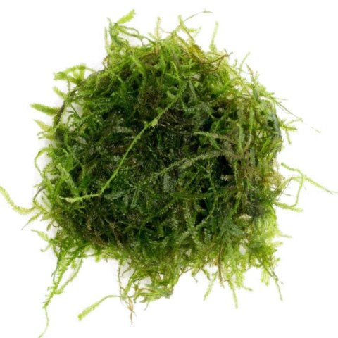 Eco Plant - Taxiphyllum Barberi 'Java Moss' - InVitro mały kubek