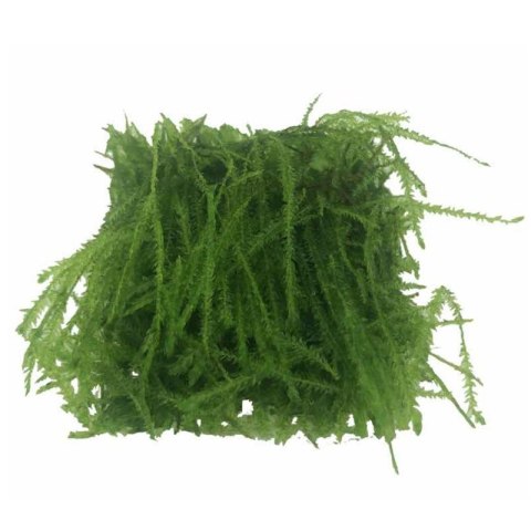 Eco Plant - Taxiphyllum Barberi 'Java Moss' - InVitro mały kubek