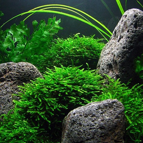 Eco Plant - Taxiphyllum Barberi 'Java Moss' - InVitro mały kubek