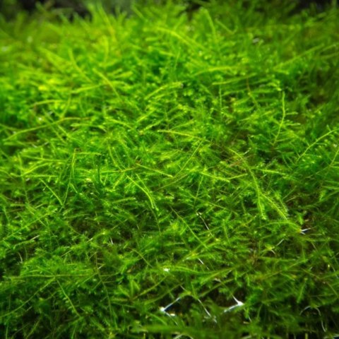 Eco Plant - Taxiphyllum Barberi 'Java Moss' - InVitro mały kubek