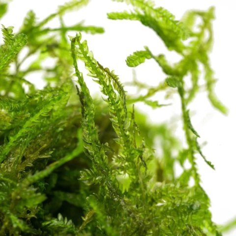 Eco Plant - Taxiphyllum Barberi 'Java Moss' - InVitro mały kubek