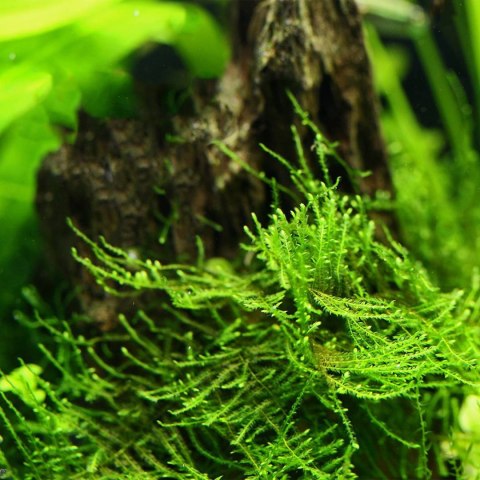 Eco Plant - Taiwan Moss - InVitro mały kubek