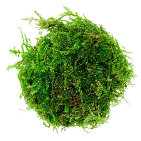 Eco Plant - Weeping Moss - InVitro mały kubek