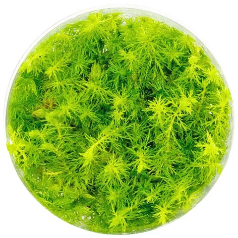 Myriophyllum Aquaticum - Invitro mały kubek