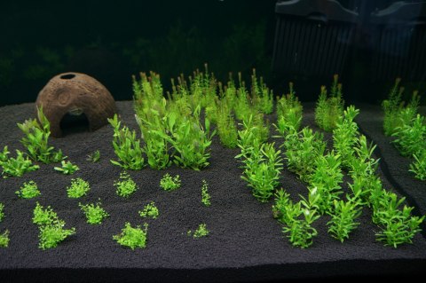 H.E.L.P Podłoże Advanced Soil Shrimps 3l