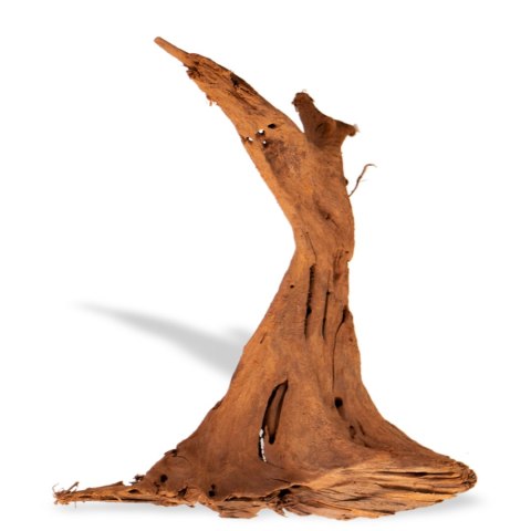 Philippines Classic Driftwood - drzewo mangrowca z wody M 25cm - 30cm