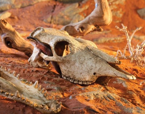 EXO TERRA Buffalo Skull (czaszka bawoła)