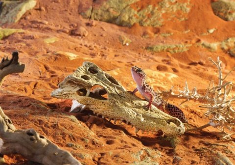 EXO TERRA Crocodile Skull (czaszka krokodyla)