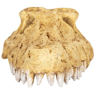 Repti-Zoo Crocodile Skull S - czaszka krokodyla