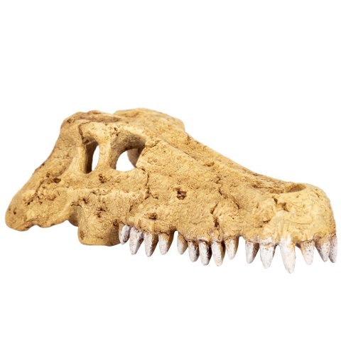 Repti-Zoo Crocodile Skull S - czaszka krokodyla