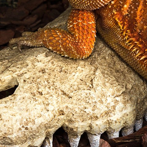 Repti-Zoo Crocodile Skull S - czaszka krokodyla