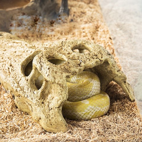 Repti-Zoo Crocodile Skull S - czaszka krokodyla