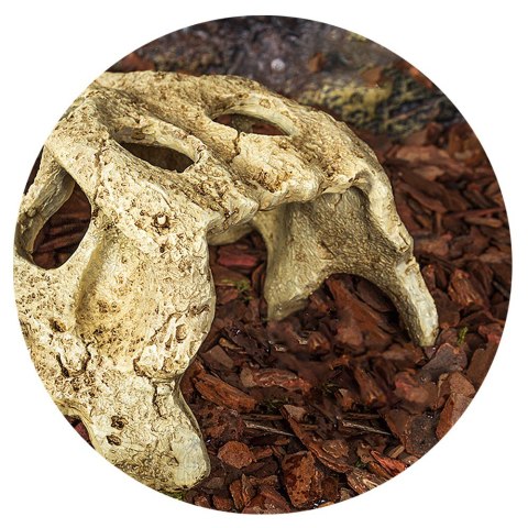 Repti-Zoo Crocodile Skull S - czaszka krokodyla