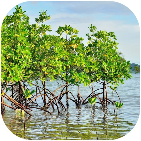 Rhizophora mangle "the Red Mangrove" - korzeń XS