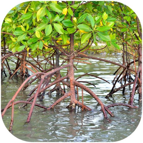 Rhizophora mangle "the Red Mangrove" - korzeń S