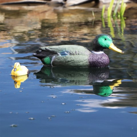 Oase Pond Figures Duck Drake - pływająca ozdoba