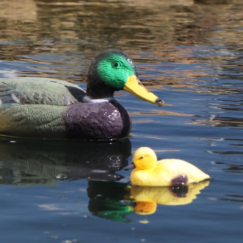 Oase Pond Figures Duck Drake - pływająca ozdoba