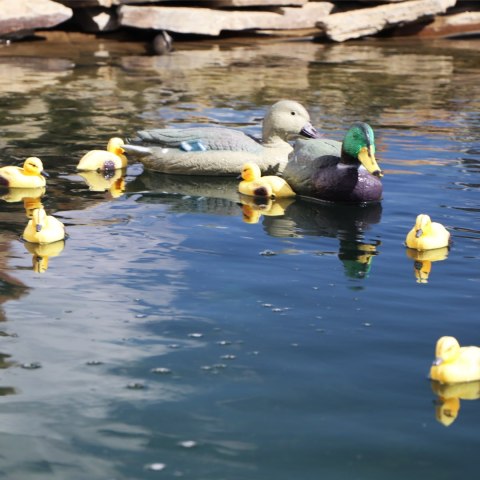 Oase Pond Figures Duck Female - pływająca ozdoba