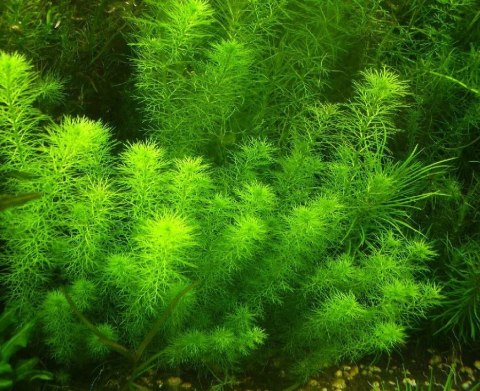 Eco Plant - roślina invitro mini kubek - myriophyllum guyana