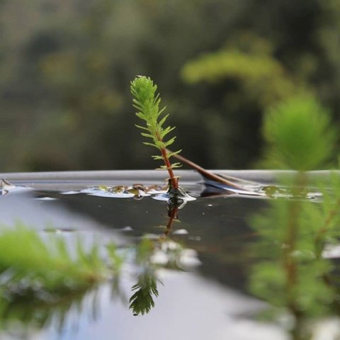 Eco Plant - roślina invitro mini kubek - myriophyllum guyana