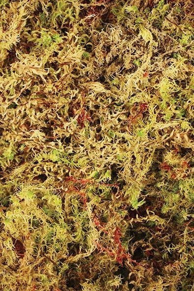 Komodo Habitat Moss 1,5l - mech żywy