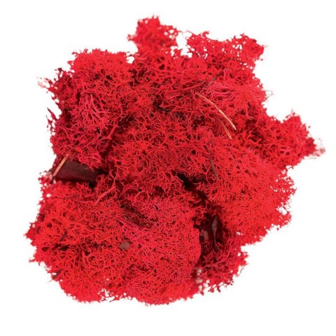 Secret Live Moss Colour Mix - mech żywy 100g