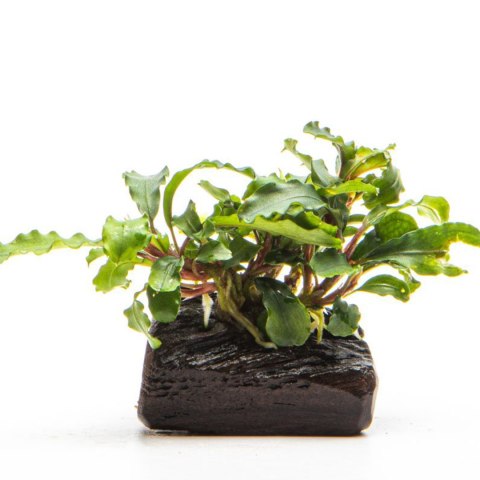 Bucephalandra 'Wavy Green'- roślina invitro mały kubek